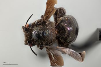 Media type: image;   Entomology 810855 Aspect: habitus dorsal view